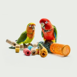 Category image: Bird Toys